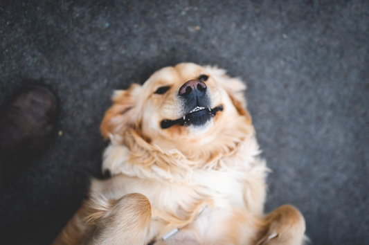 Giving Your Dog the Best Years of Their Life