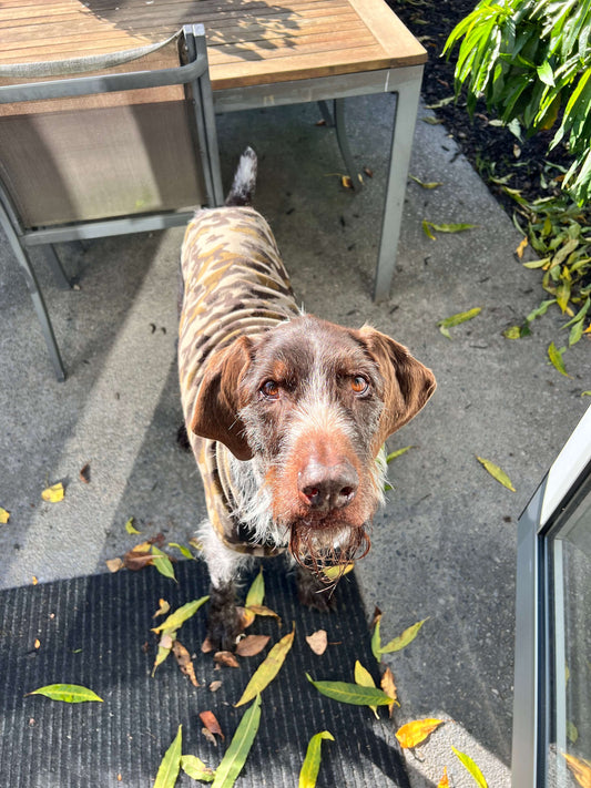 How Natural Supplements Changed My Dog’s Life