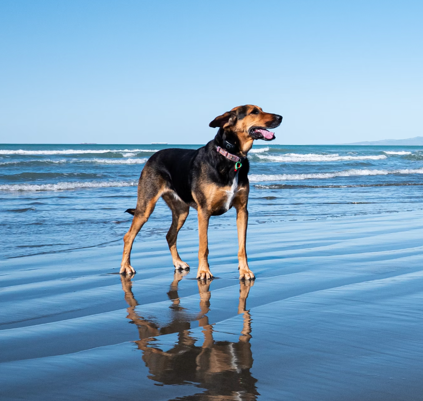 Skin & Coat Supplement for Dogs