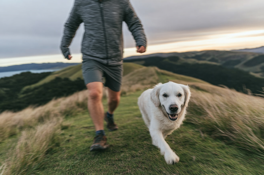 When should I start my dog on Joint Supplements?