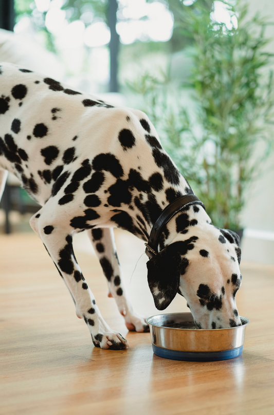 The Essentials for Dogs' Nutrition